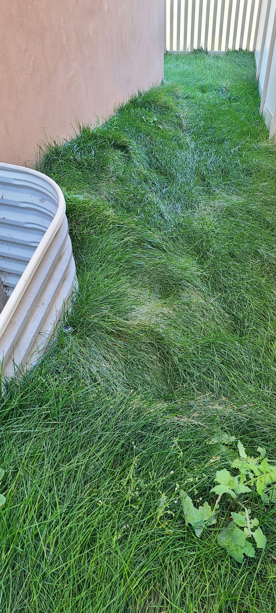 Lawn before service