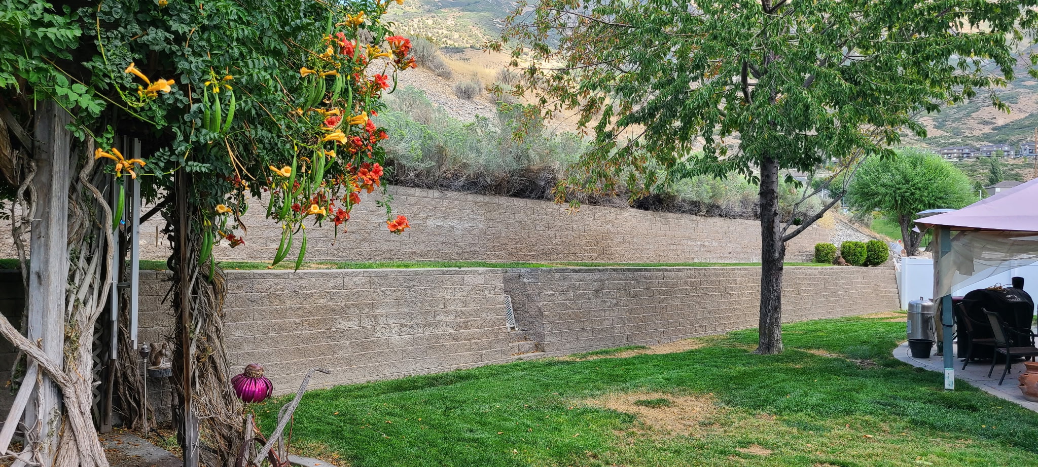 Lawn before maintenance